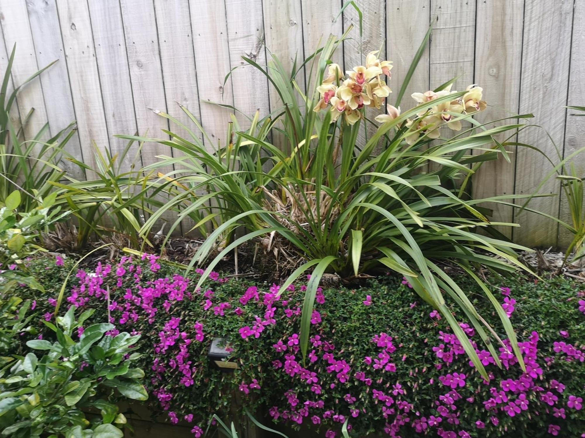 W&M Orchid House Apartment Auckland Exterior photo